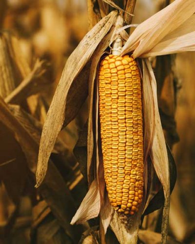 Corn Corn