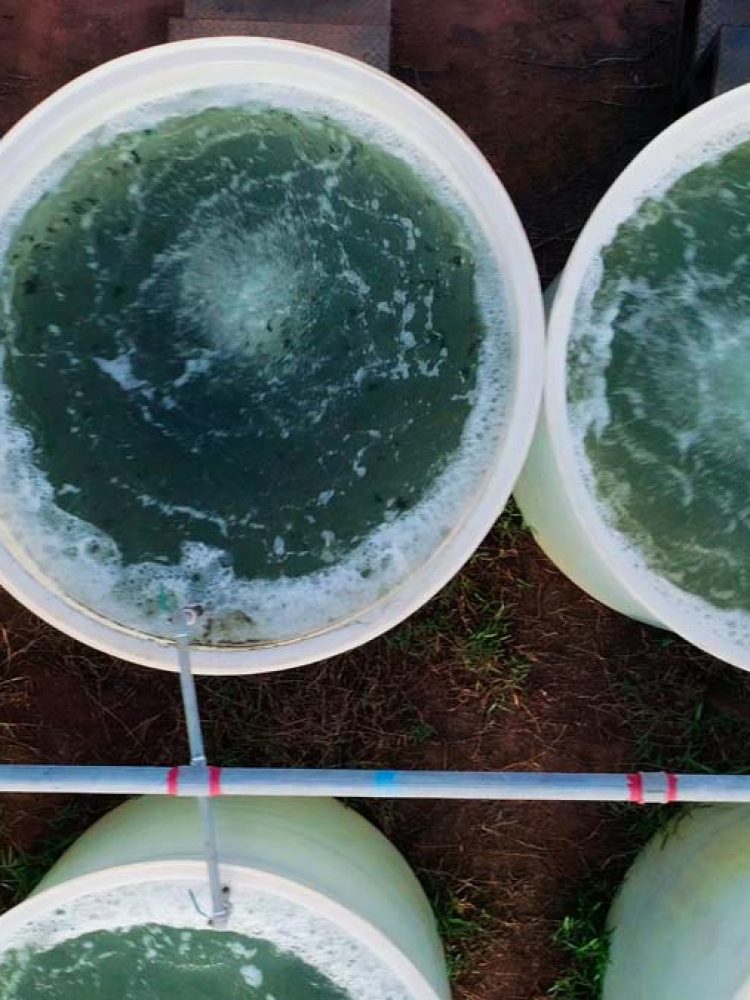 MYKO GLOBAL - Algae Oil Energy