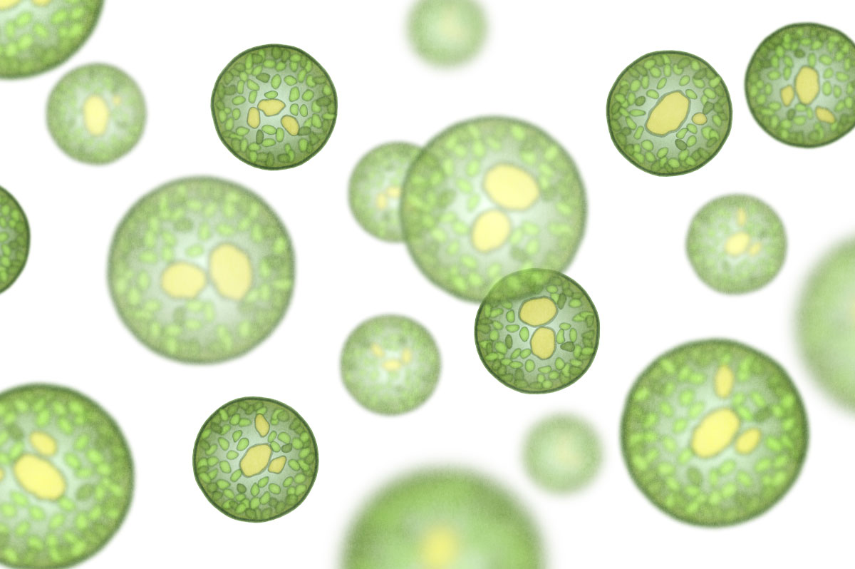 microalgae microalgae
